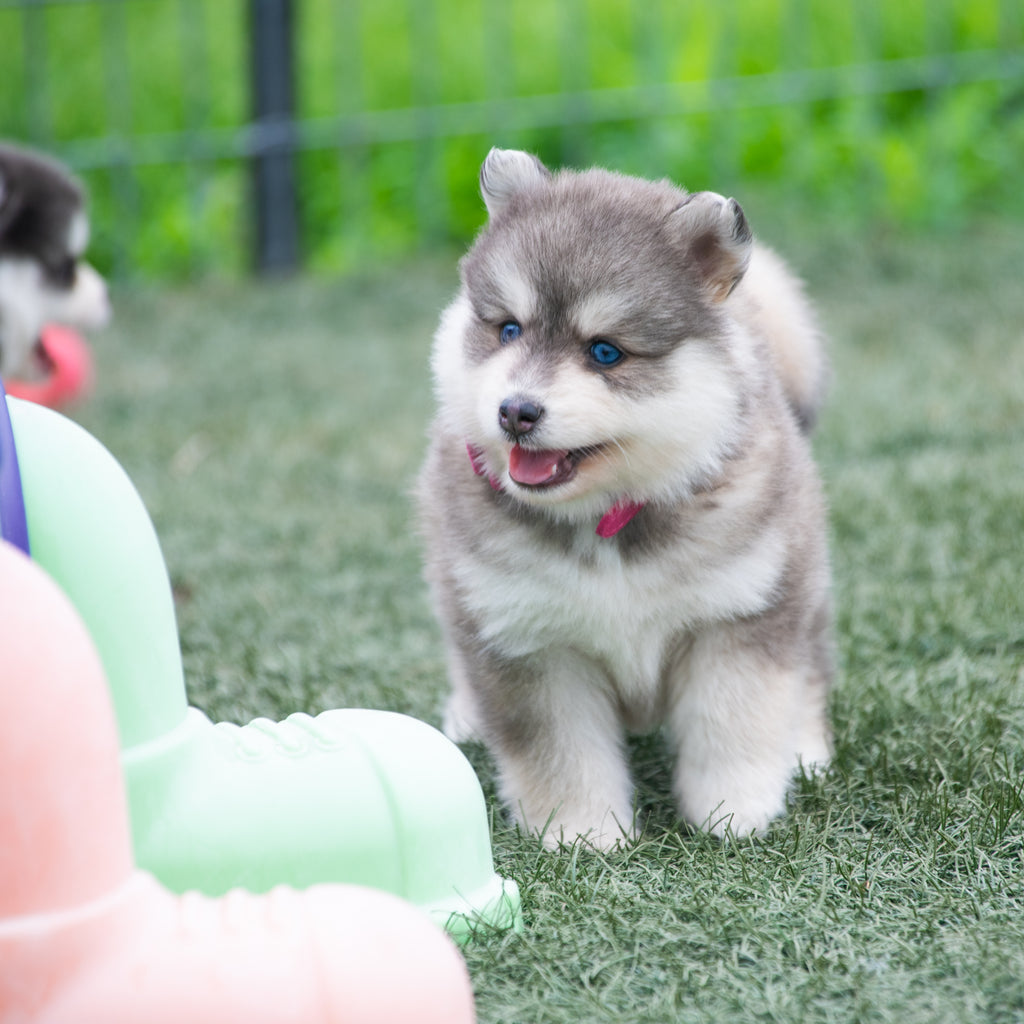 Tips for Socializing a Puppy