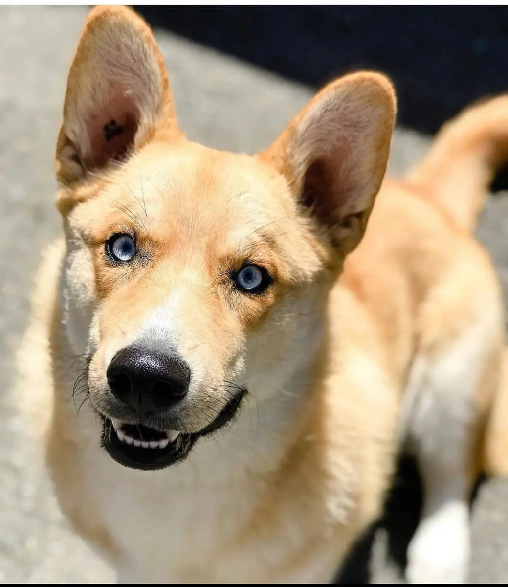 Husky Corgi Mix Full Grown husky-corgi-mix-full-grown