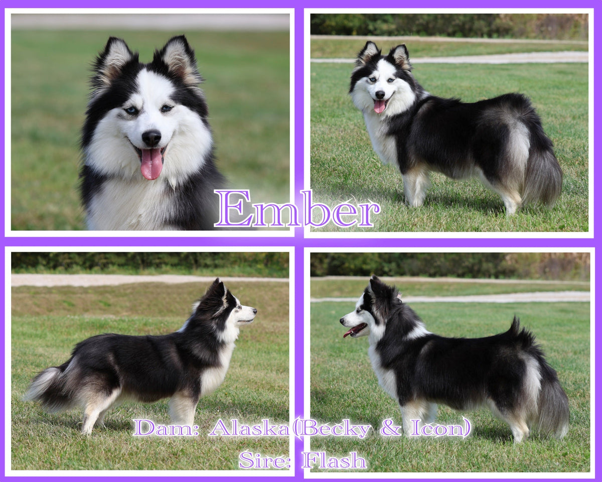 Ember F4 Female out of Alaska (Becky & Icon) & Flash – Maine Aim