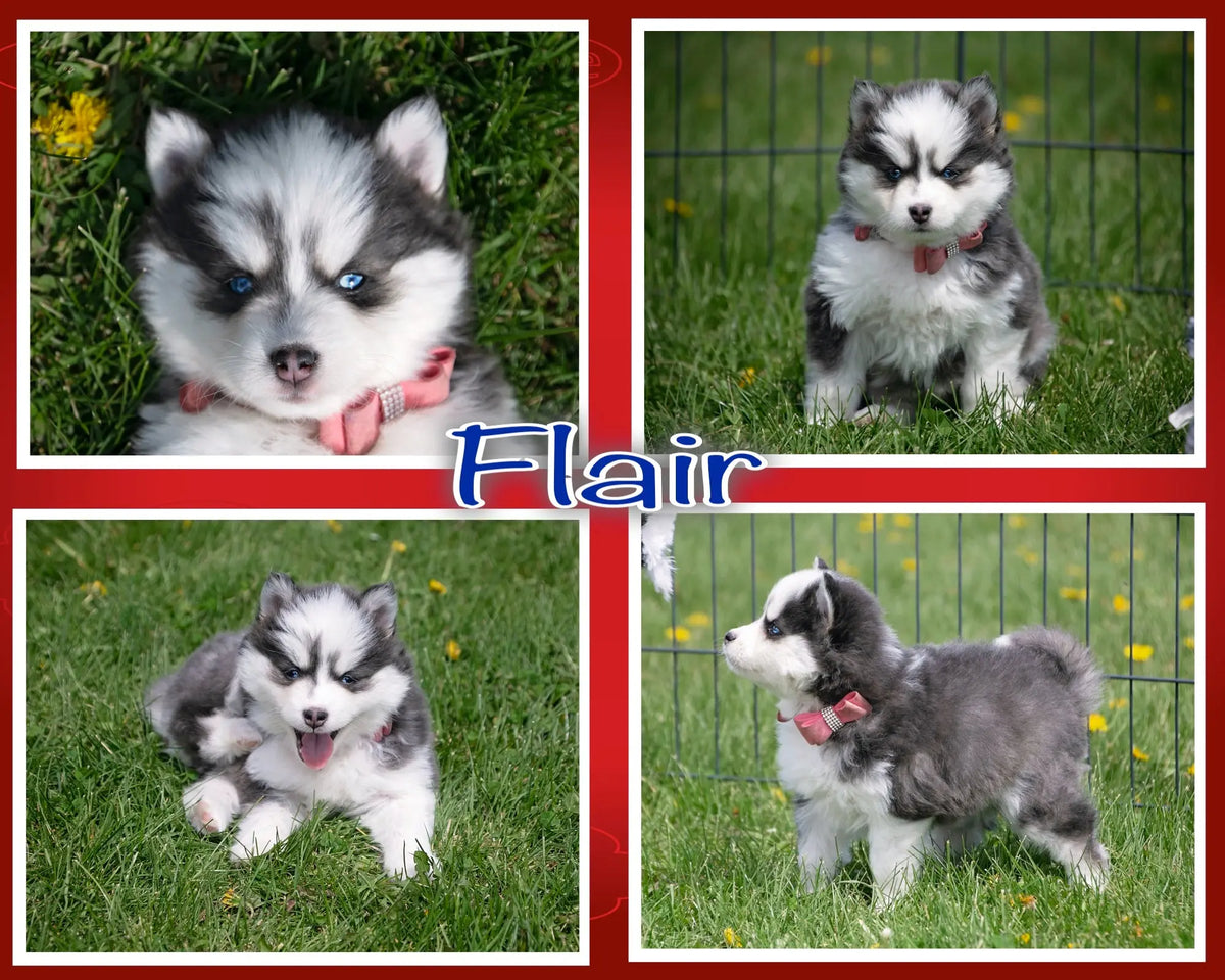 F2 pomsky hot sale