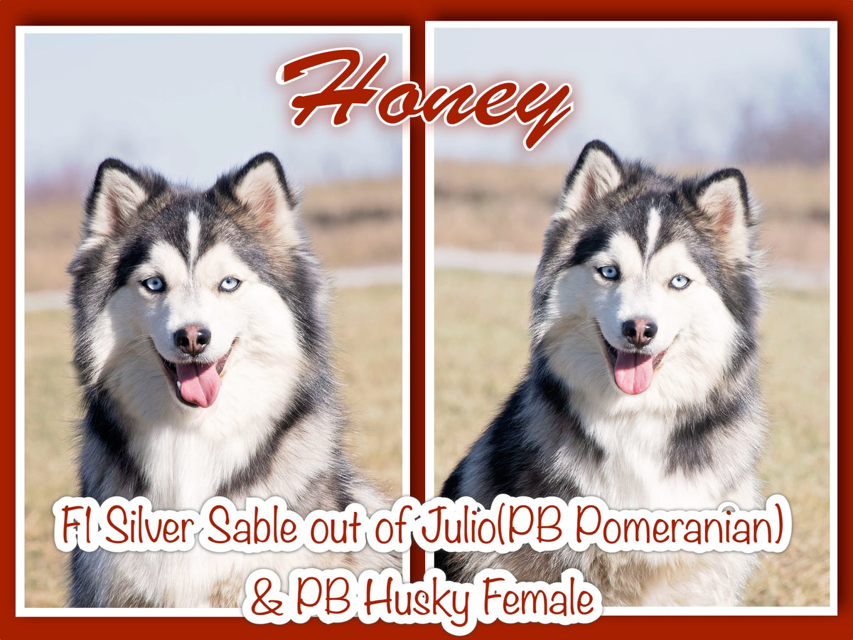 Honey F1 Pomsky out of Julio(PB Pomeranian) & PB Husky Female