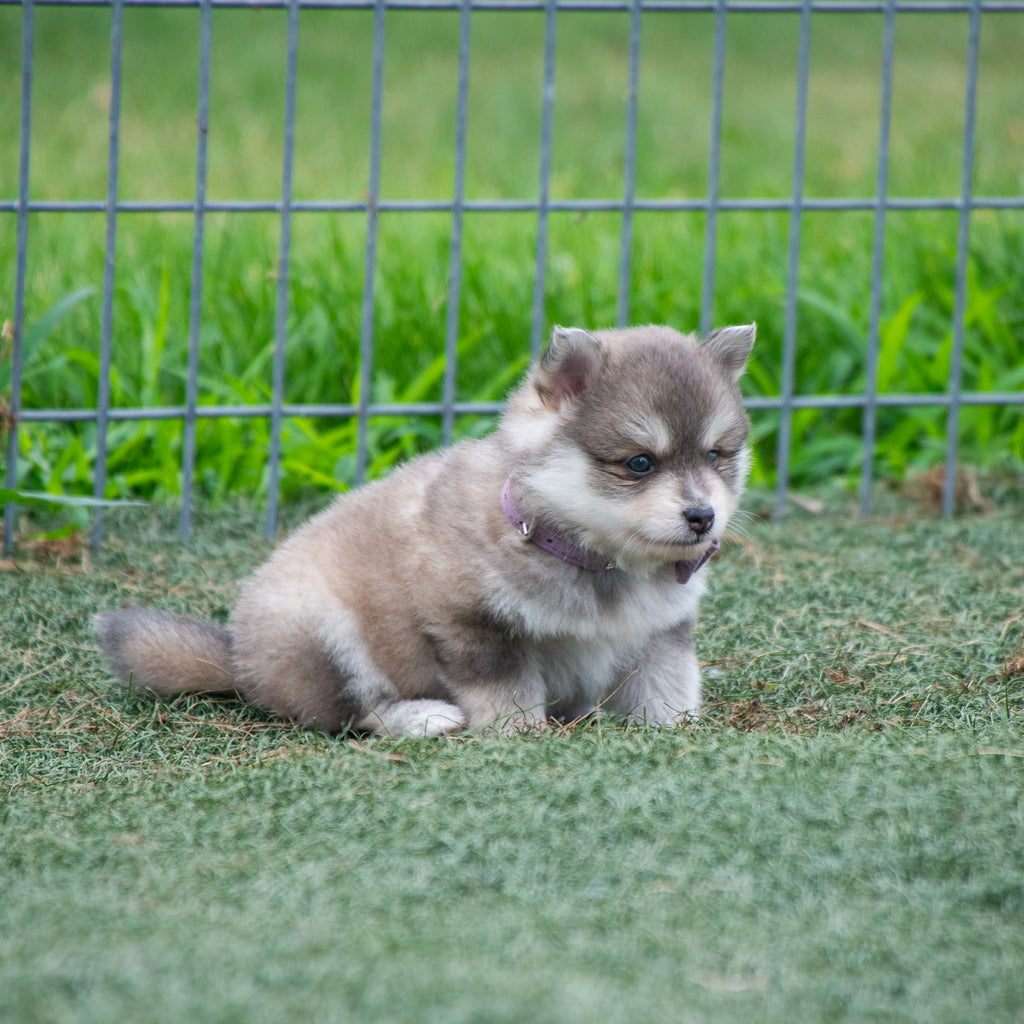 Things to Know About the Pomsky Breed