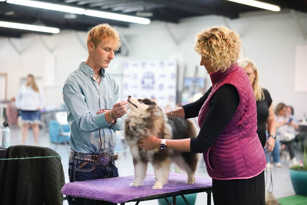 All About Pomskies🐕 YOUR ULTIMATE POMSKY INFORMATION BLOG – Maine Aim ...