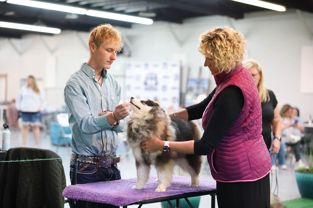 All About Pomskies🐕 YOUR ULTIMATE POMSKY INFORMATION BLOG – Maine Aim ...