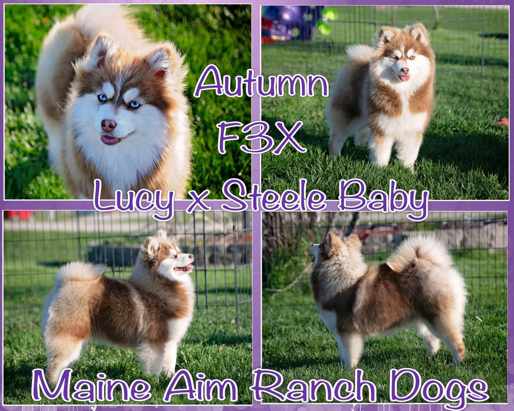 Autumn F3X Pomsky Female out of Lucy & Steele