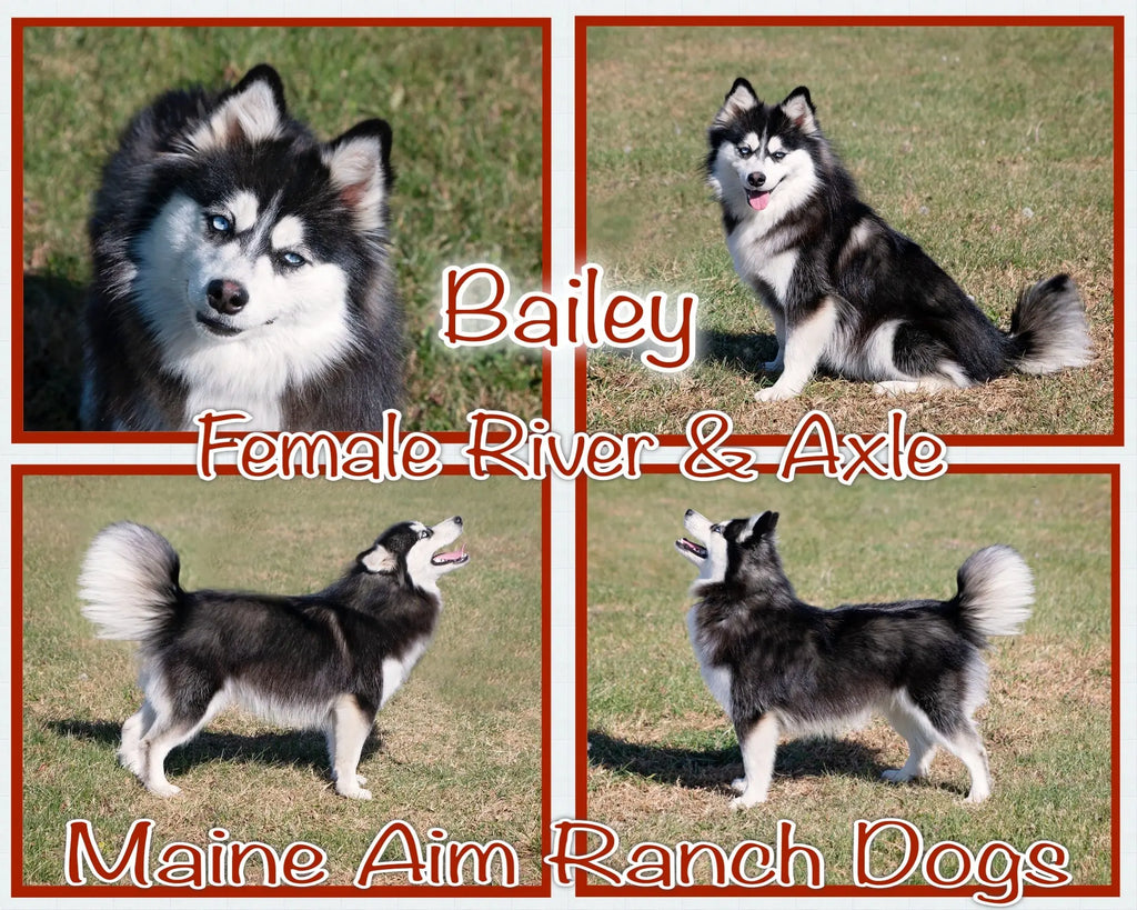 Bailey F3 Pomsky Female