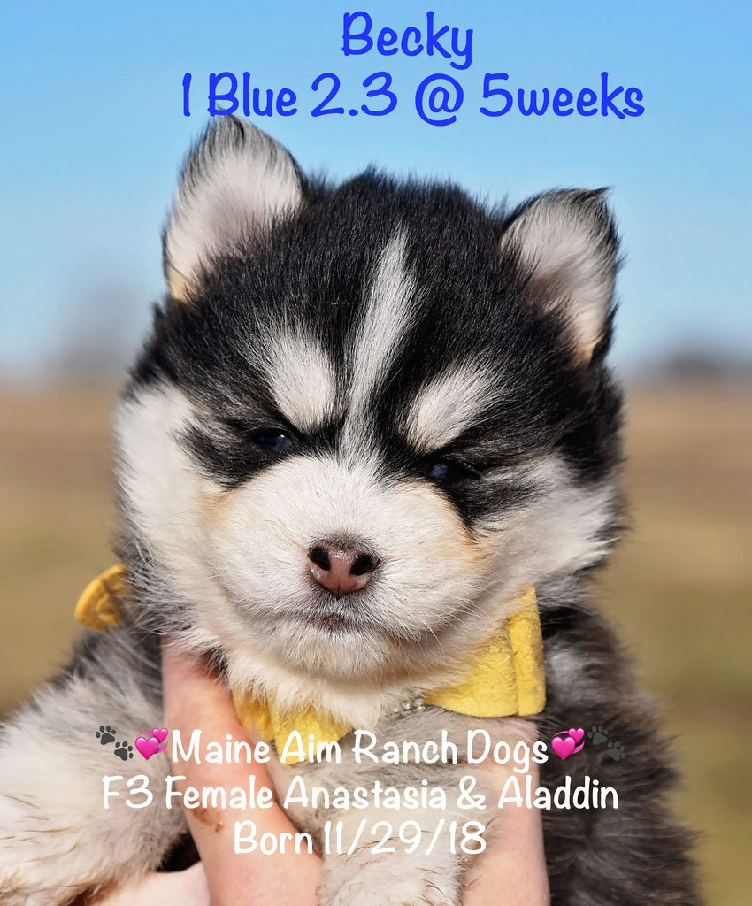 Retired Best of Show Becky F3 Pomsky out of Aladdin & Anastasia