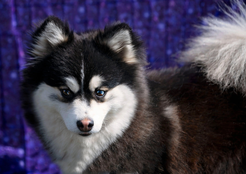 Championships and Titles Maine Aim Ranch Pomskies' have won over the Years