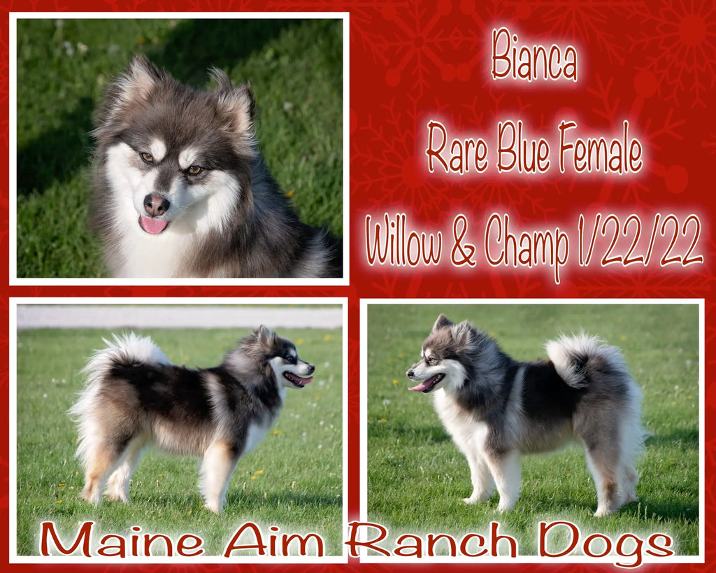 Bianca Rare Blue F2 Female out of Willow & Champ