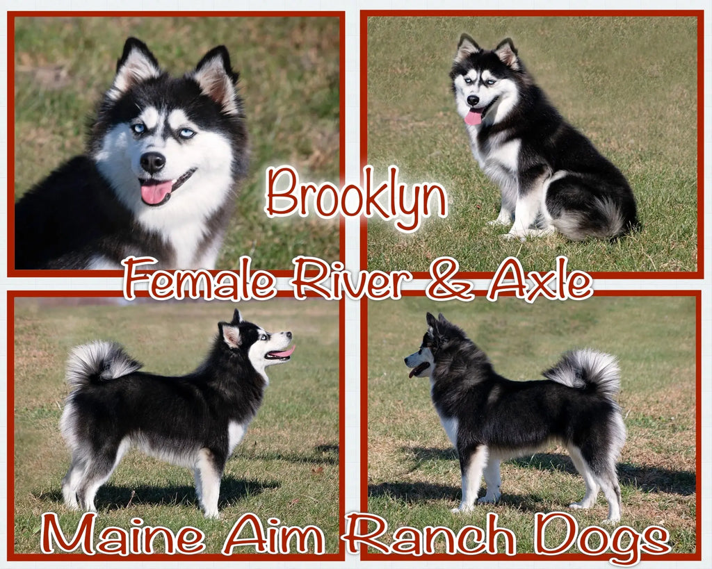 Brooklyn F3 Pomsky Female