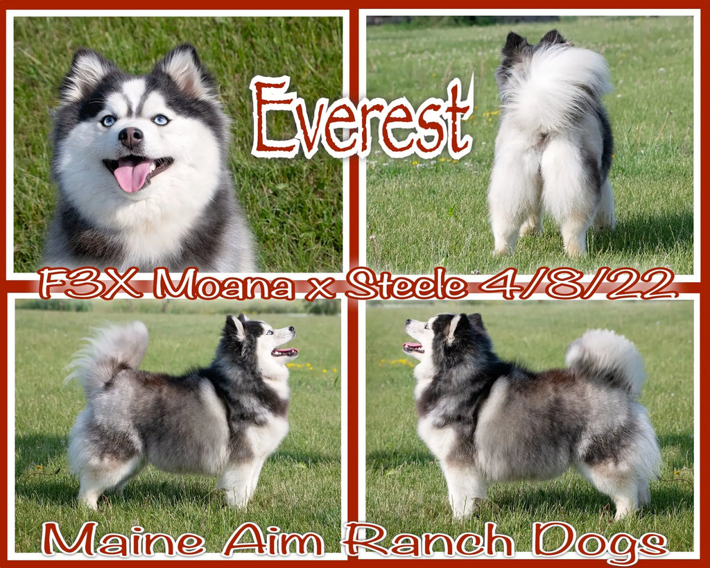 Everest F3X Female out of Moana & Steele