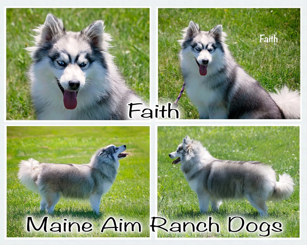Faith F2 Pomsky Female