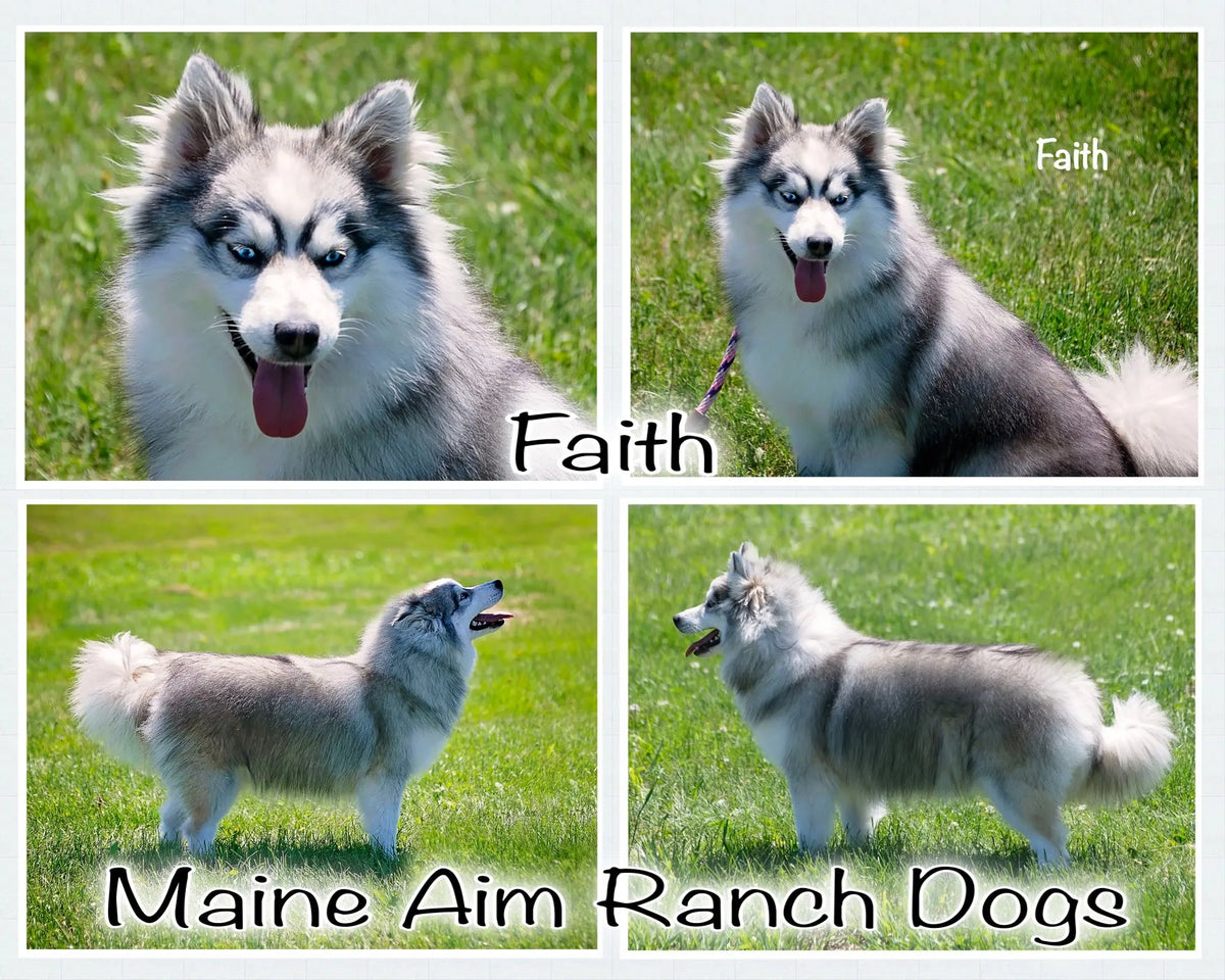 Faith F2 Pomsky Female – Maine Aim Ranch Dogs
