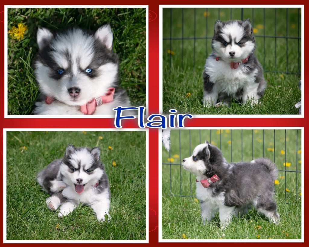 Flare F2 Pomsky out of Kassi and Major