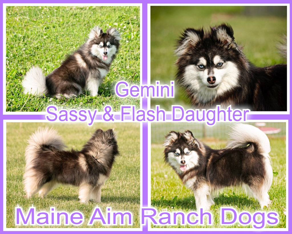 Gemini Micro F3 Female out of Miss Sassy & Flash