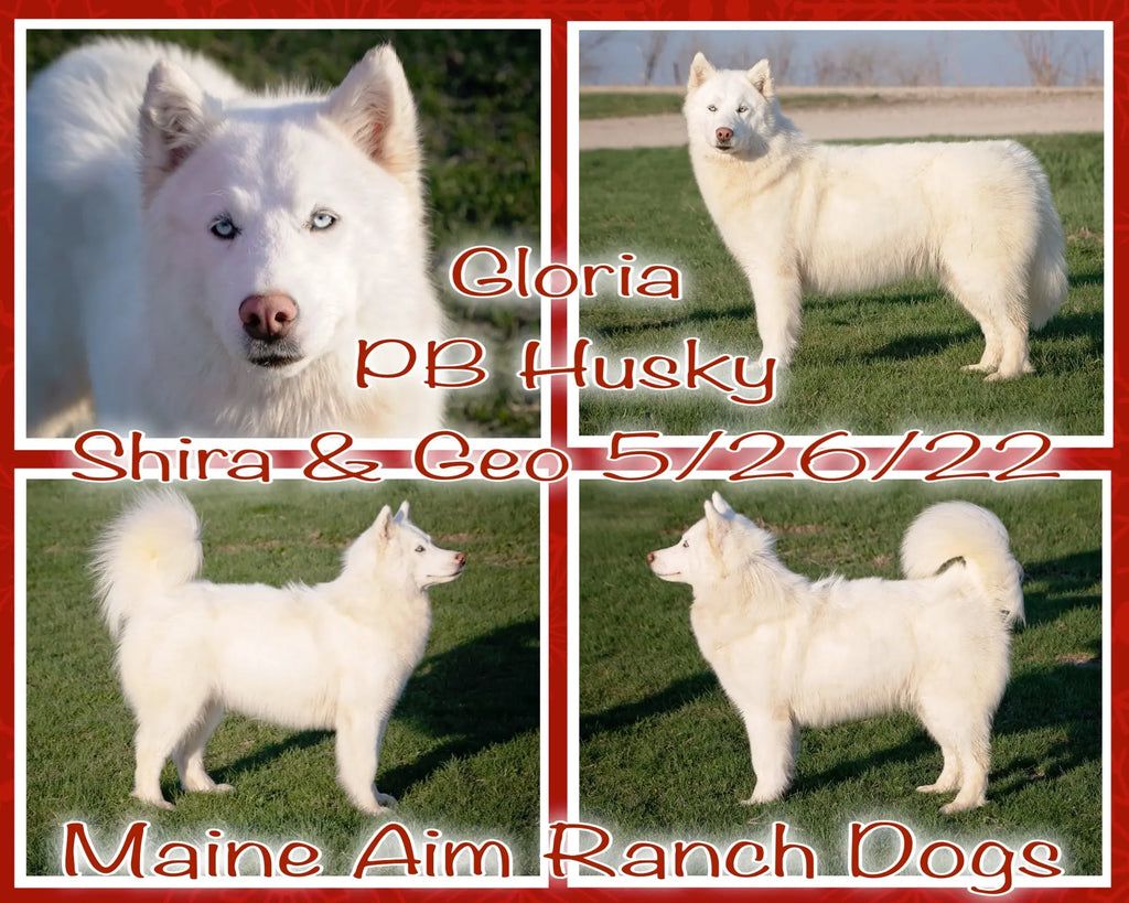 Gloria PB Husky out of Shira & Geo
