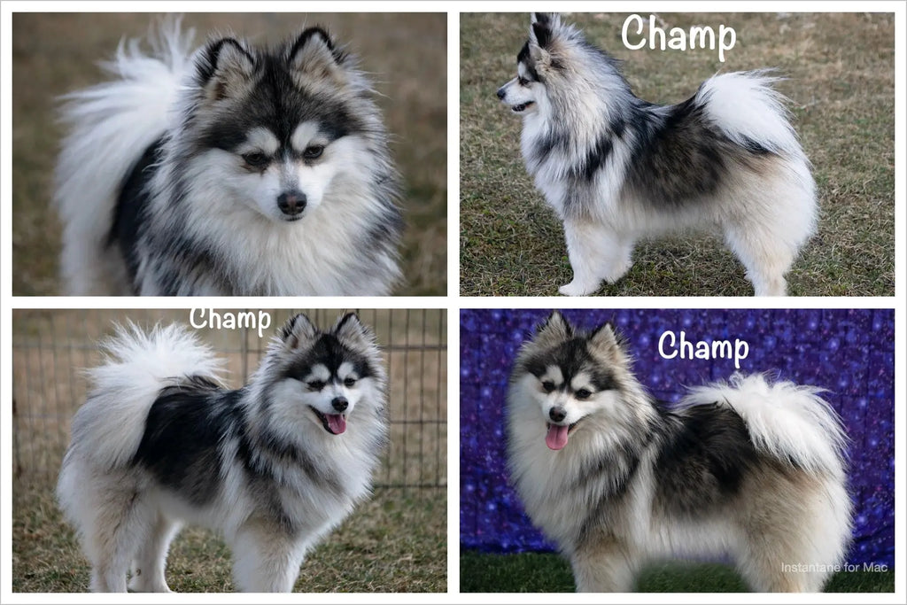 Upcoming Litters