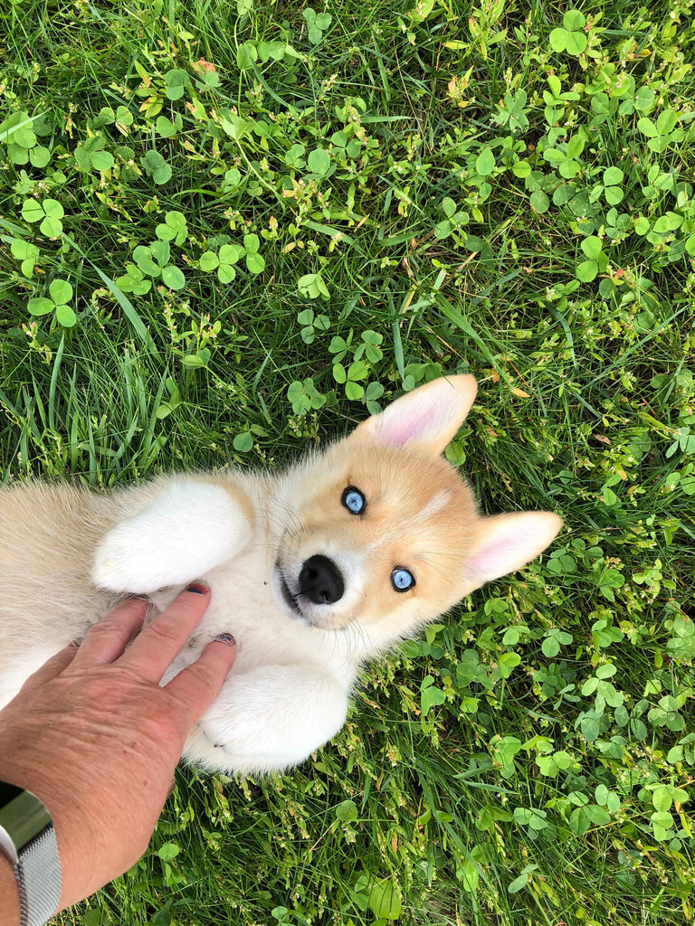 Past Horgi Puppies