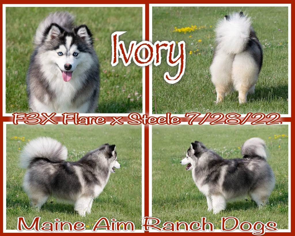 Ivory F3X Female out of Flare & Steele