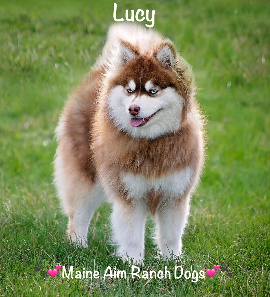 Lucy F2 Pomsky out of Moana and Major