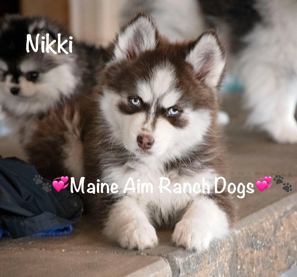 Nikki F3X Pomsky out of Bryant's Bay and Steele