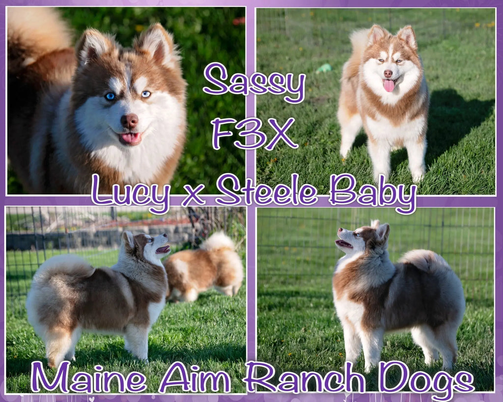 Sassy F3X Pomsky Female out of Lucy & Steele