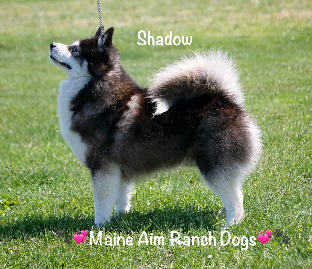 Retired Pomskies