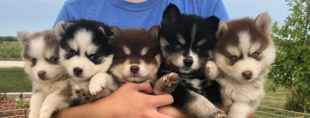 Available Pomsky Puppies