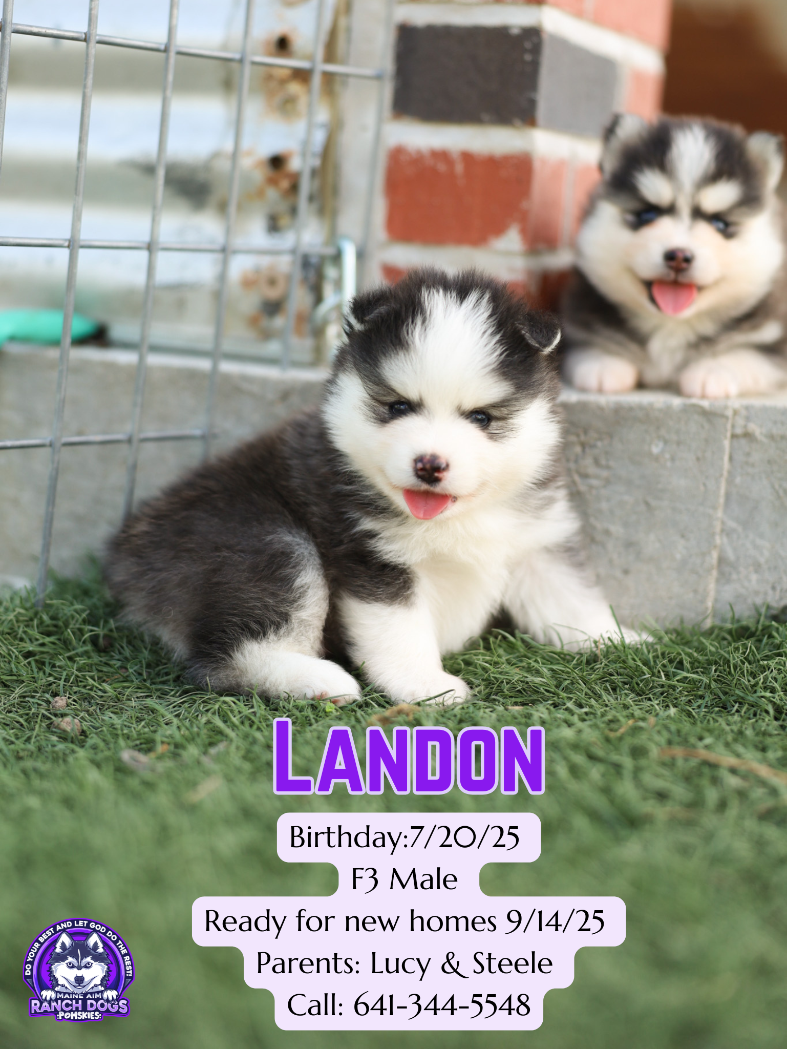 Puppies Amazing Siberian Husky Farm Landon Black White F3X Male