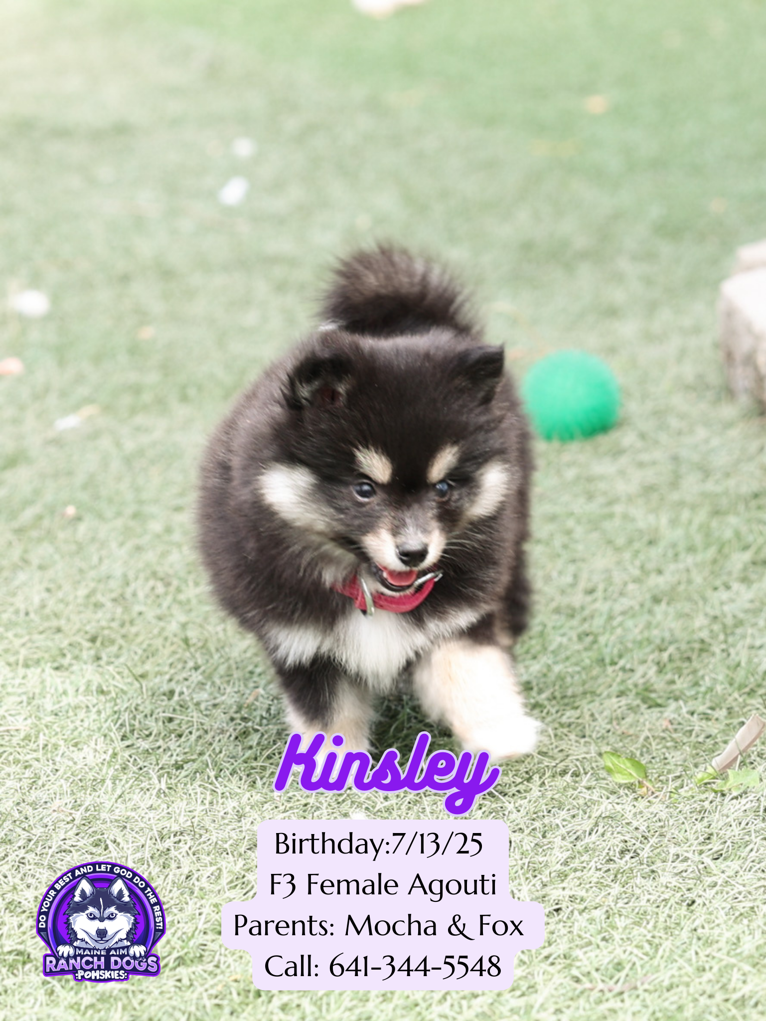 Spitz Klein Black Spitz Puppy Spitz Klein Different Types Of Spitz