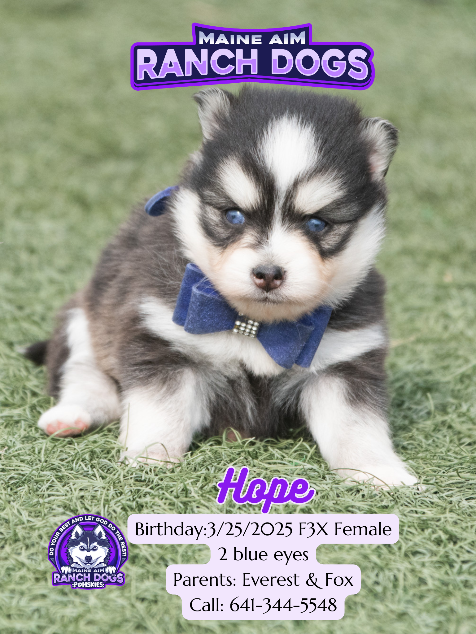 Dog Pomsky That Looks Like A Fox Small Dogs That Look Like A Fox