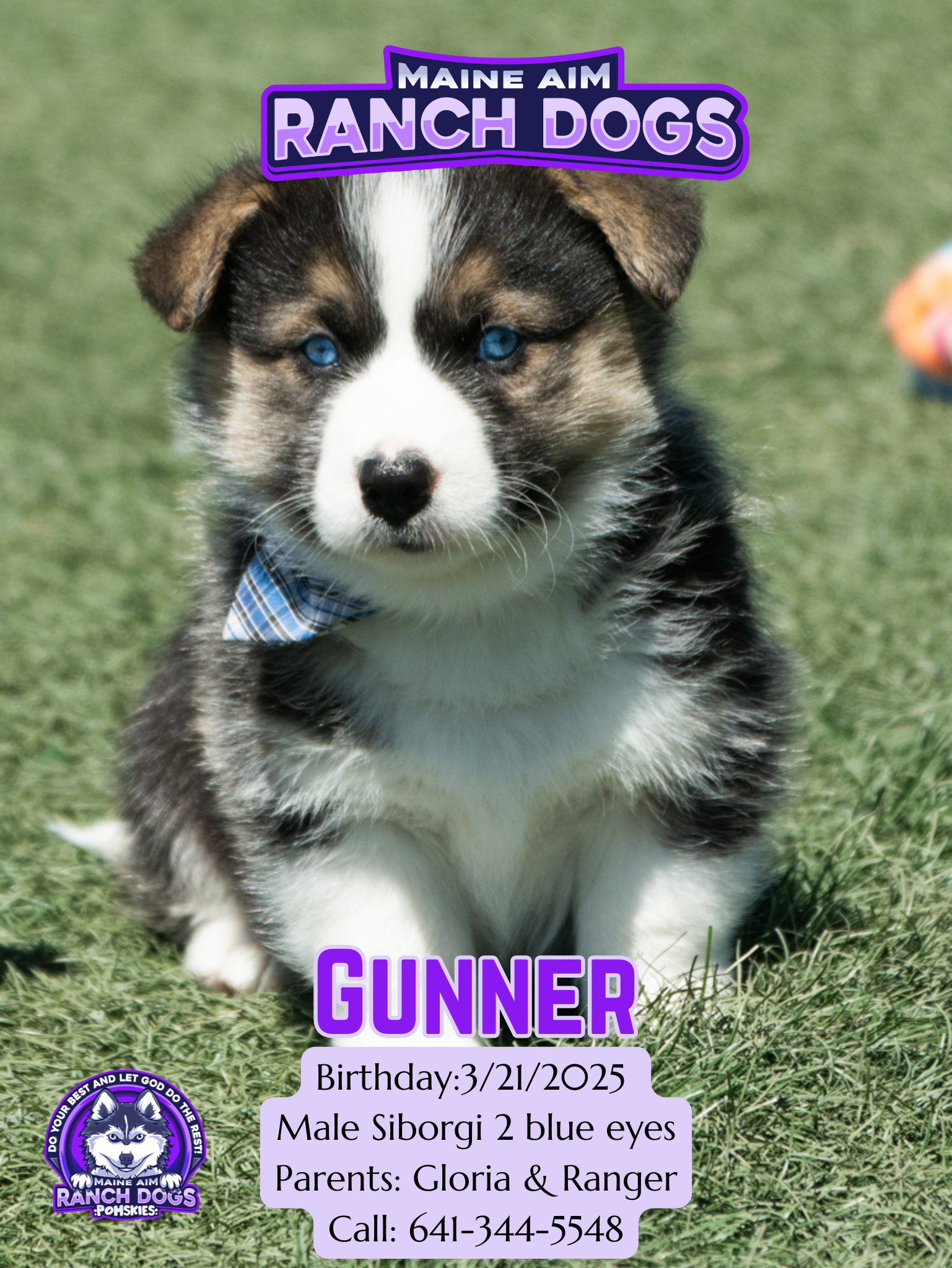 Siborgi Corgi Husky Mix Price Corgi Non Shedding Husky Mix Husky