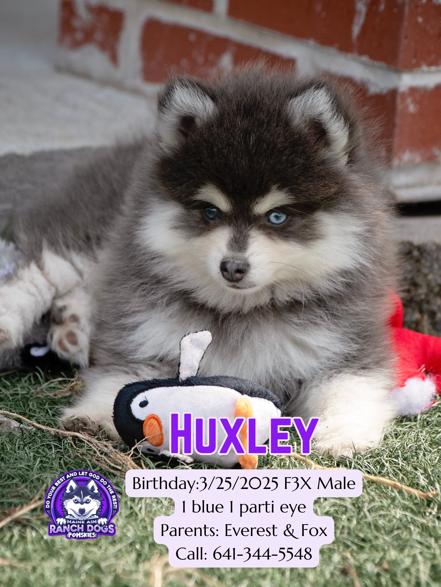 HOT Do Pomsky Dogs Shed Do Pomskies Shed Pomsky Intelligence