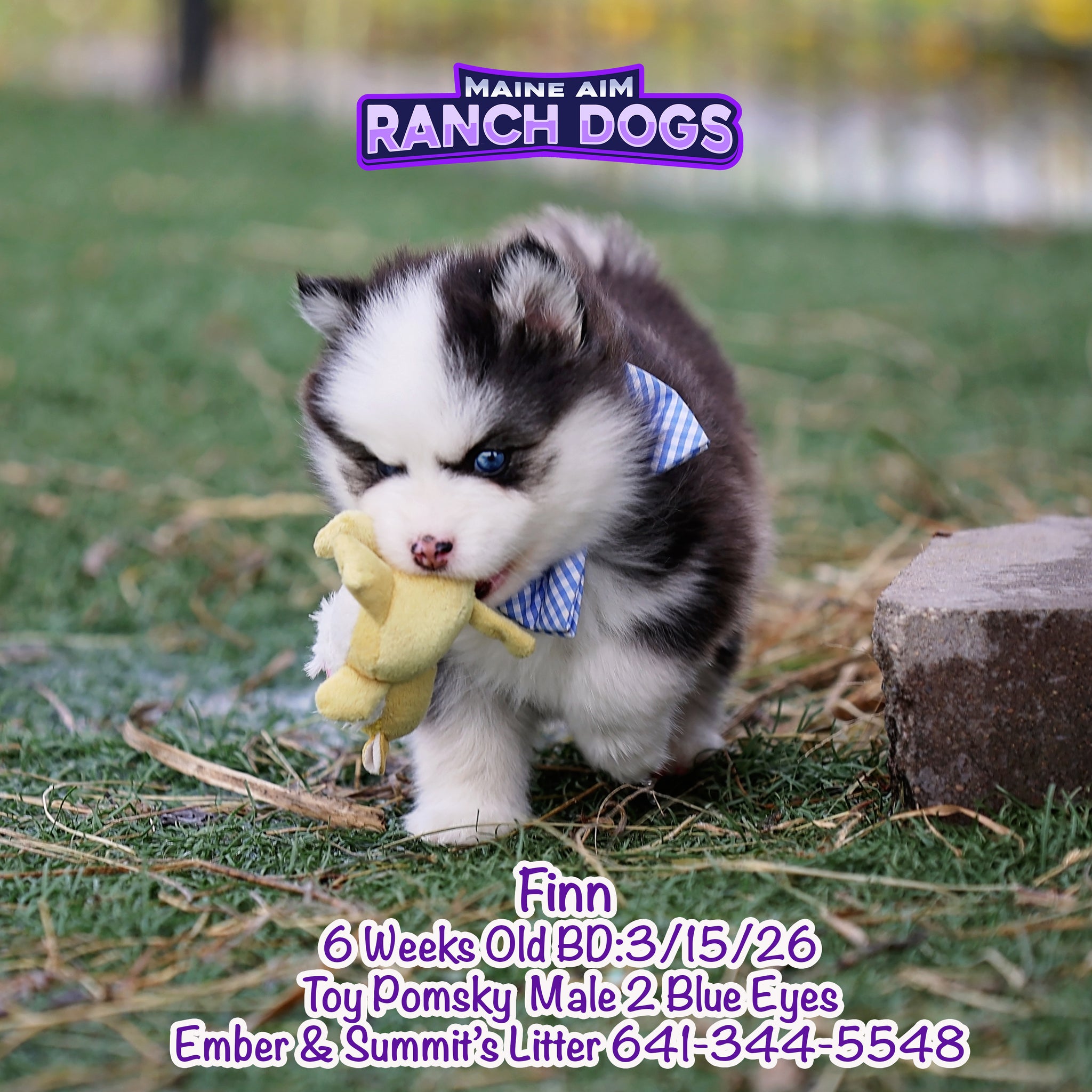 Sold***Finn Black & White Male Pomsky out of Ember & Summit born 3
