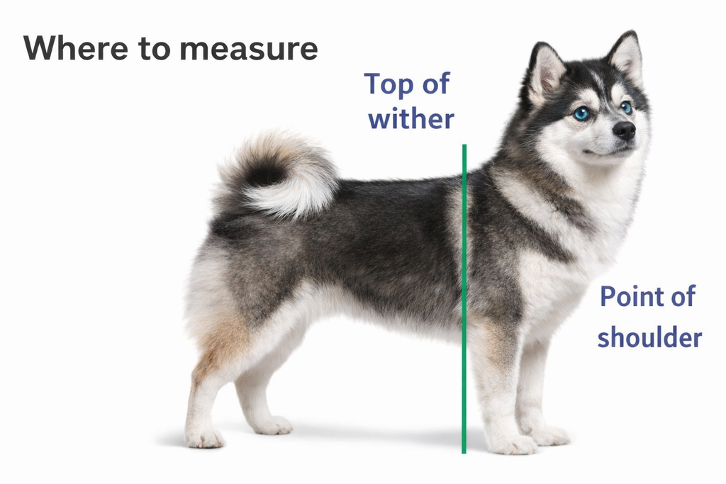 Pomsky Chart Pomsky Puppies For Sale | Maine Aim Ranch Dogs