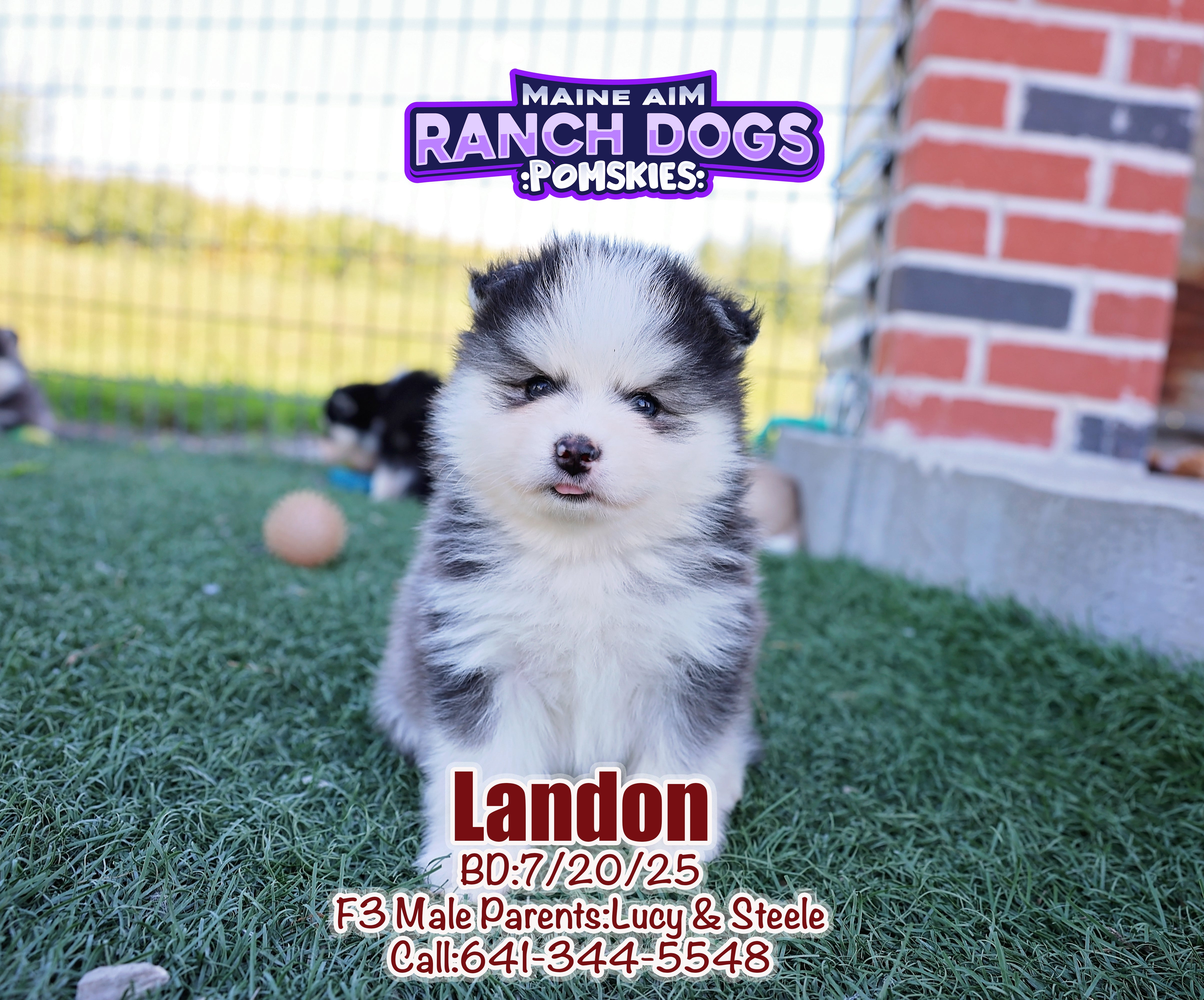 Week Old Husky Puppy Husky Mixed With Pomeranian For Sale