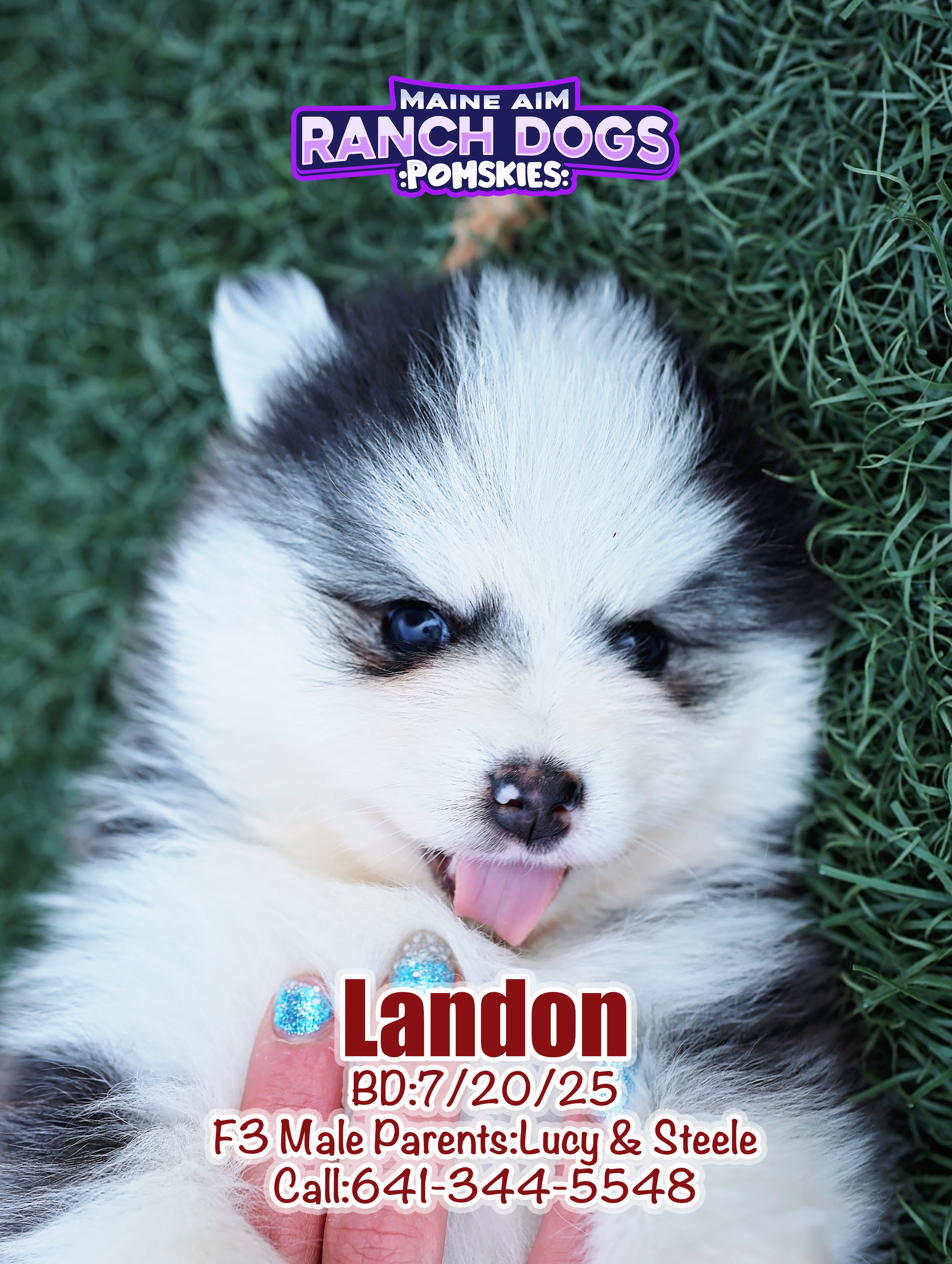 Bangalore American Husky Price Baby Husky Price Husky Puppies For