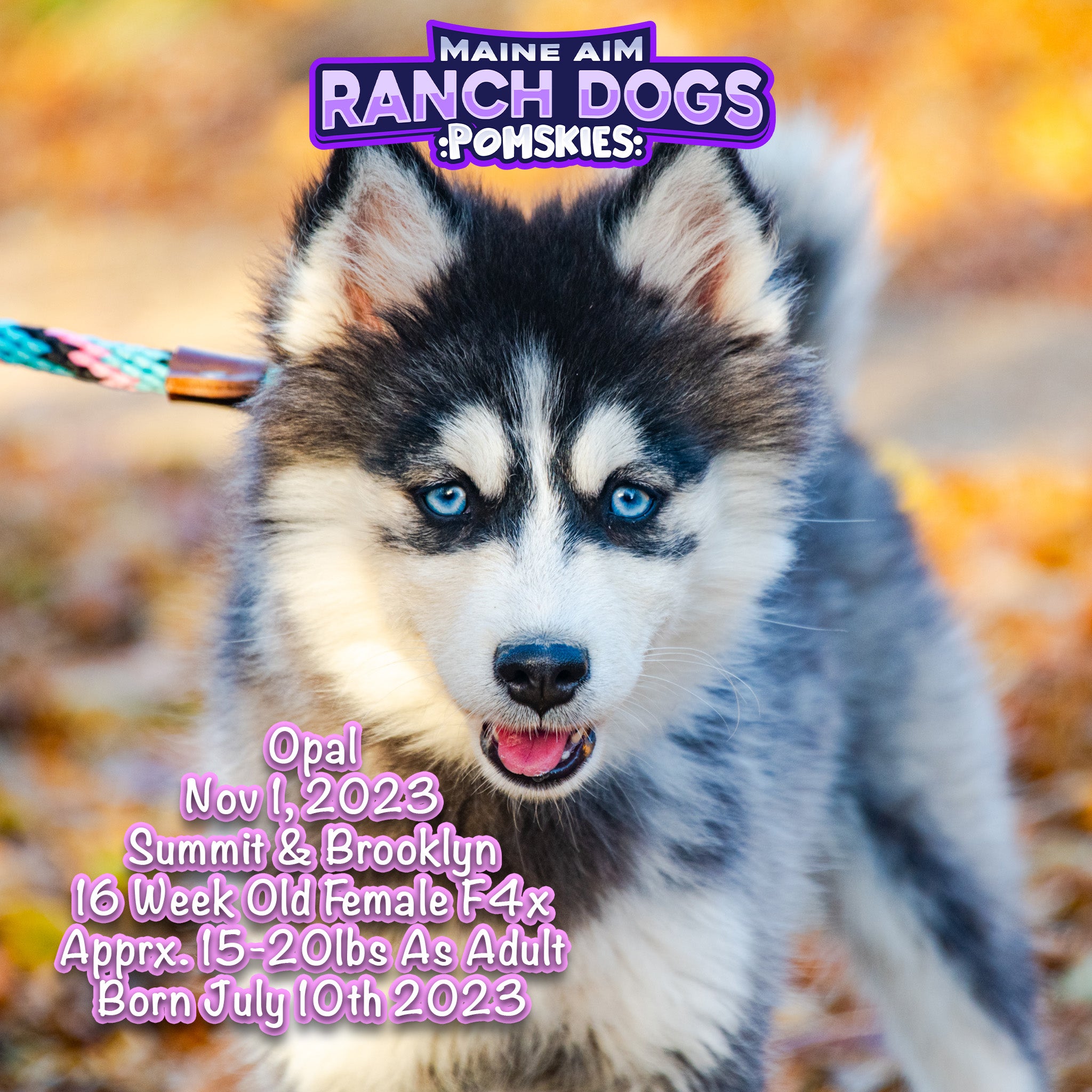 Siberian Husky Puppy Husky Ranch A Husky Puppy Husky Puppy Farm