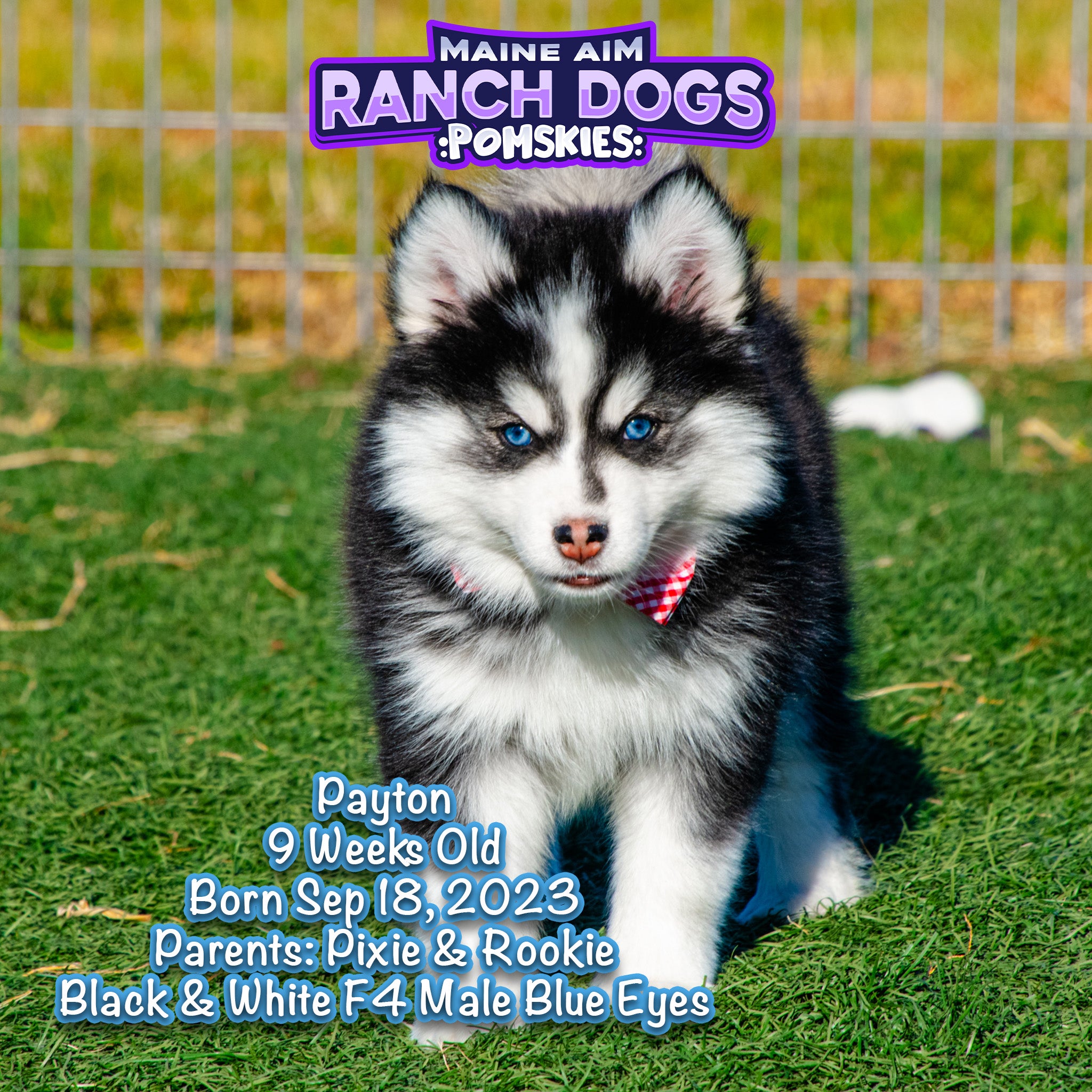 Ckc Multigen Pomsky ***Sold***Payton Black and White F4 Male Pomsky out of Pixie & Rookie ...
