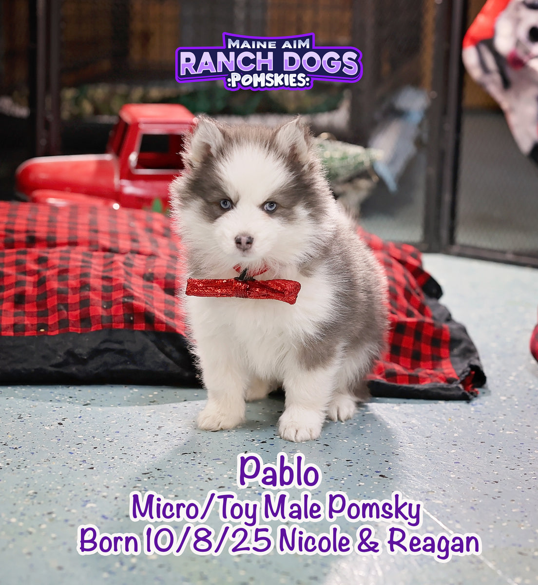 ***Sold***Pablo Blue & White F5 Male Pomsky out of Nicole & Reagan bor ...