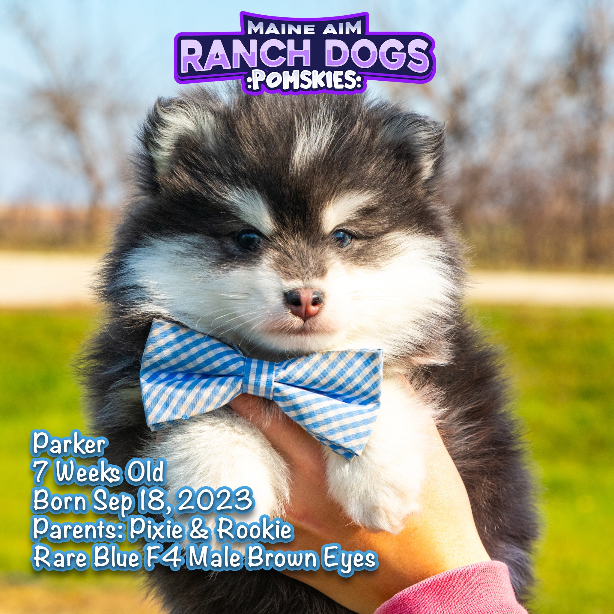 bowtie pomsky price