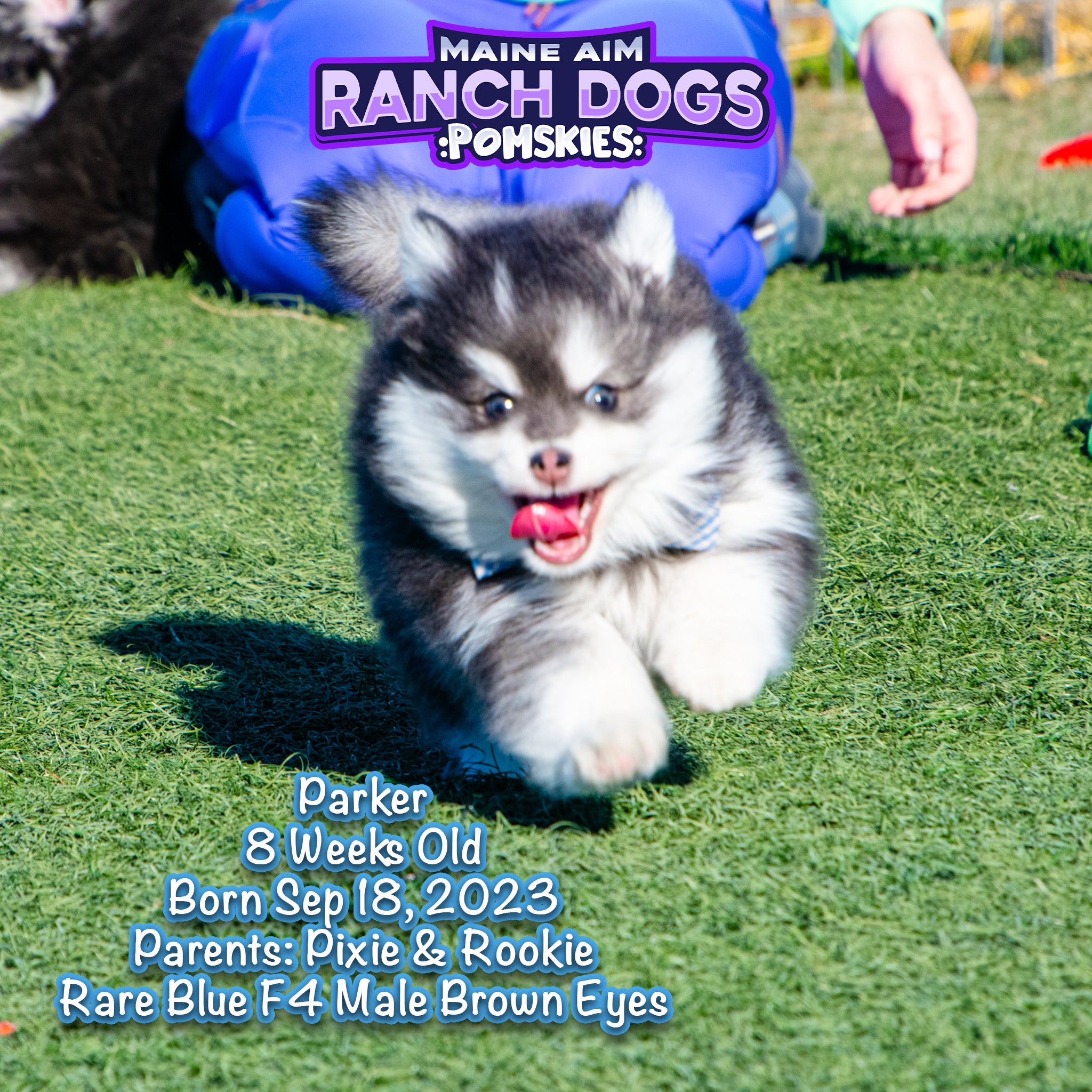 Sold***Parker Rare Blue F4 Male Pomsky out of Pixie & Rookie born