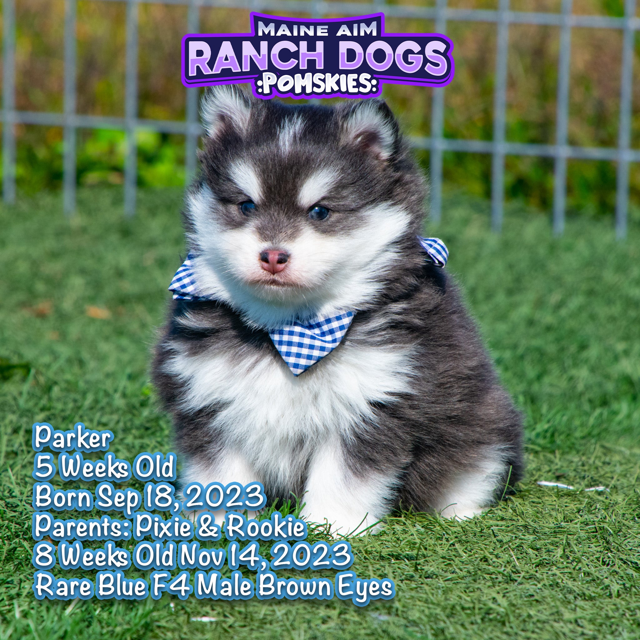 Sold***Parker Rare Blue F4 Male Pomsky out of Pixie Rookie born