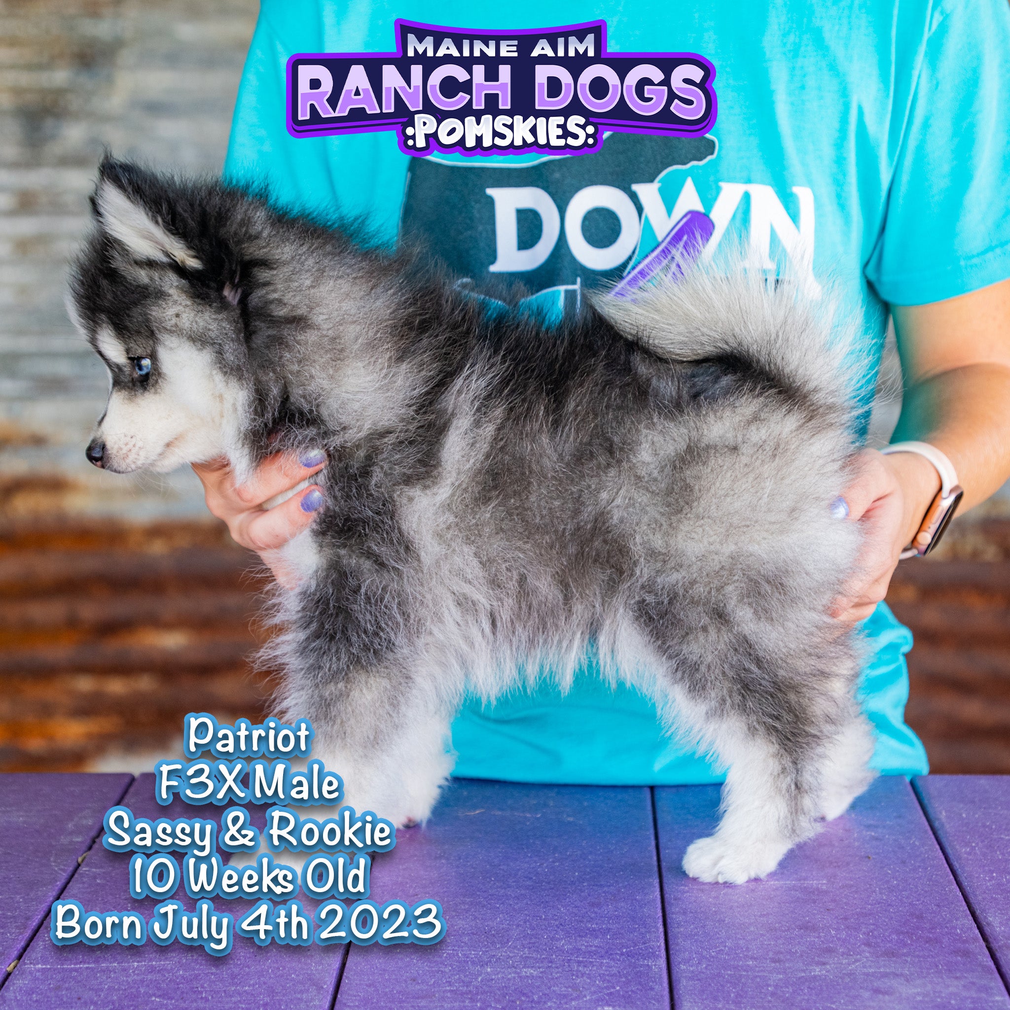 Ckc Multigen Pomsky ***SOLD***Patriot F3X Male Pomsky out of Sassy & Rookie born 7/4/23 re ...