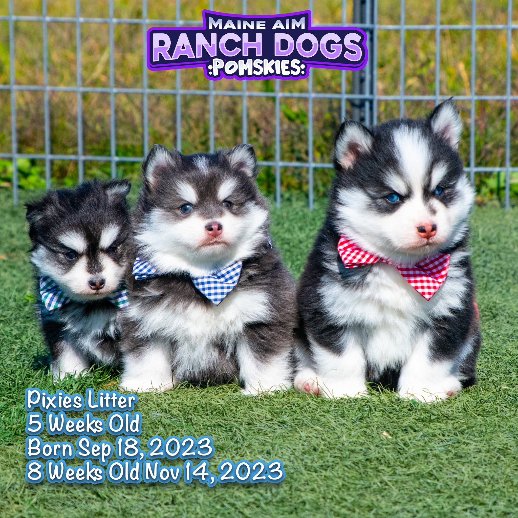 Husky Dog Week Old Husky Husky Rescue Teacup Husky Puppies For