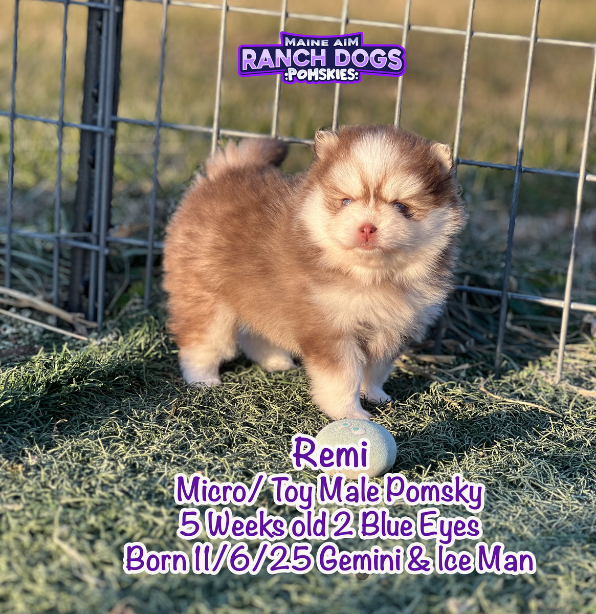 Pomsky Toy Roux ***Sold*** Nathan Remi Red & White Micro Toy Male Pomsky out of Gemini ...