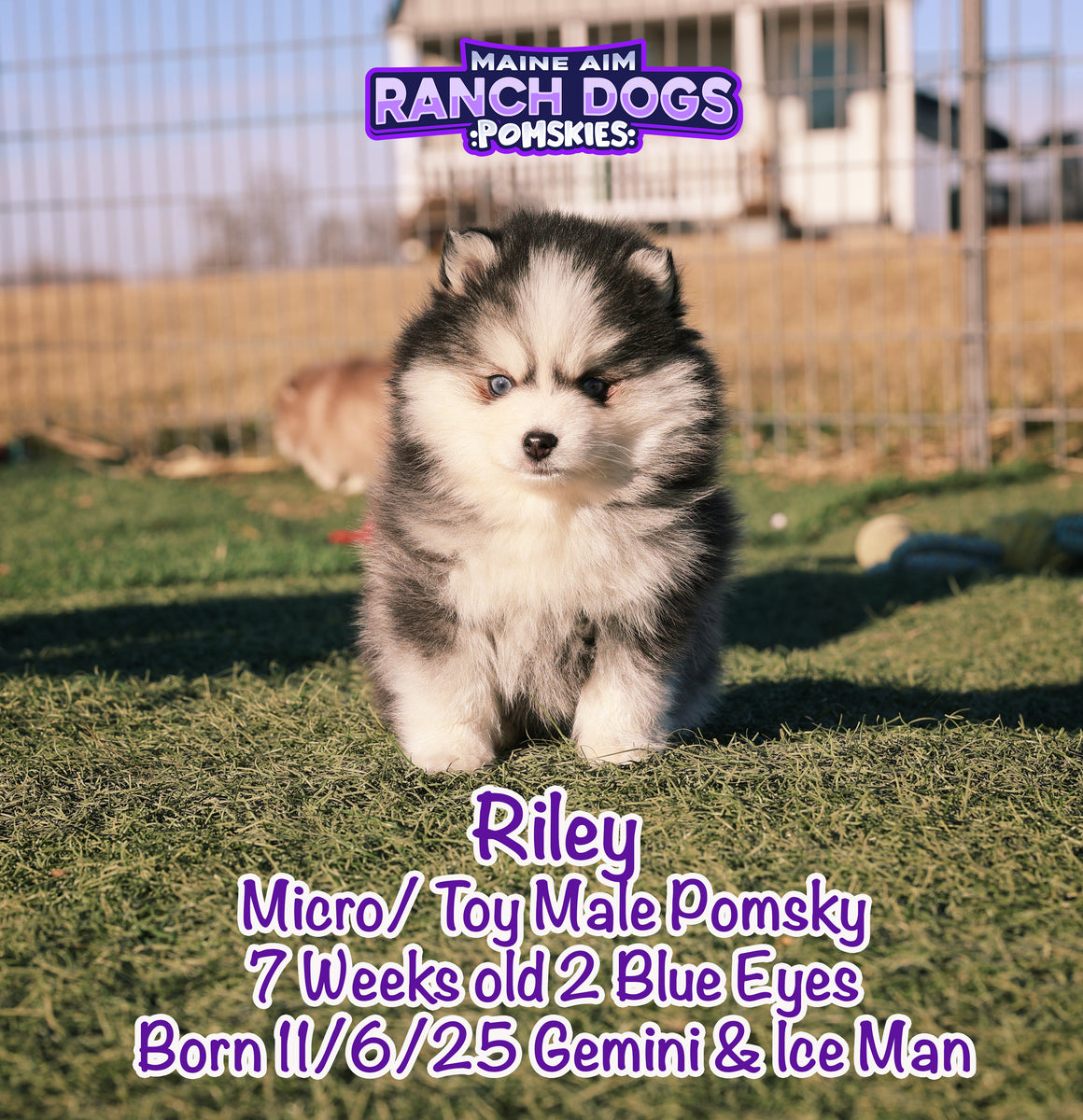 ***Sold***Riley Black & White Micro Toy Male Pomsky out of Gemini & Ic ...