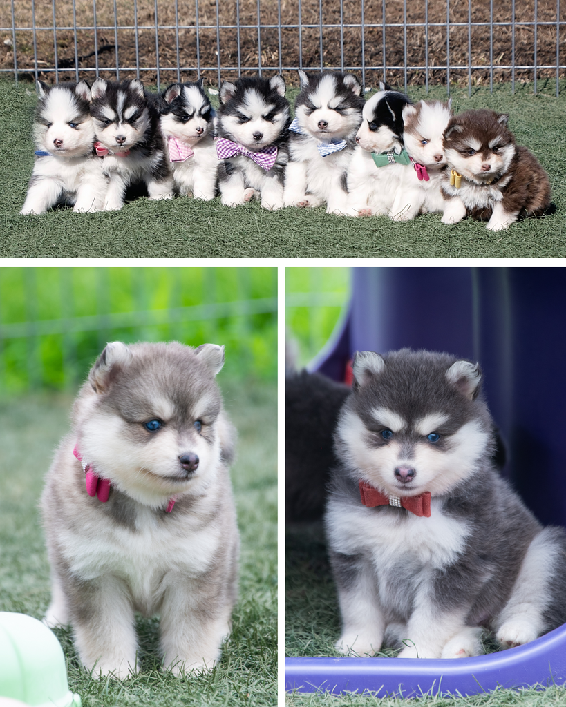 Pomsky corgi best sale