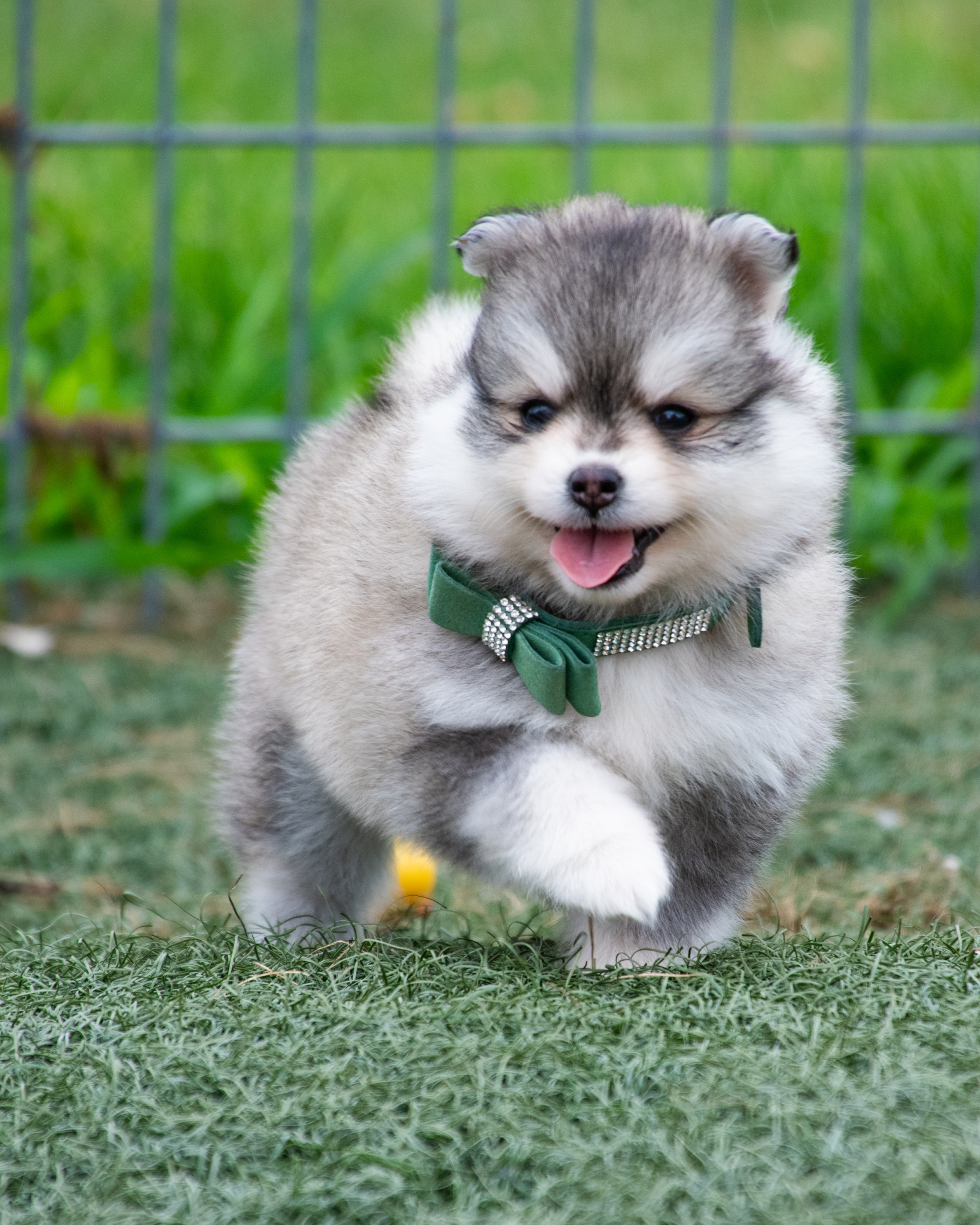 Teacup Pomsky Puppies Pomsky Puppies Small Husky Breed For Sale