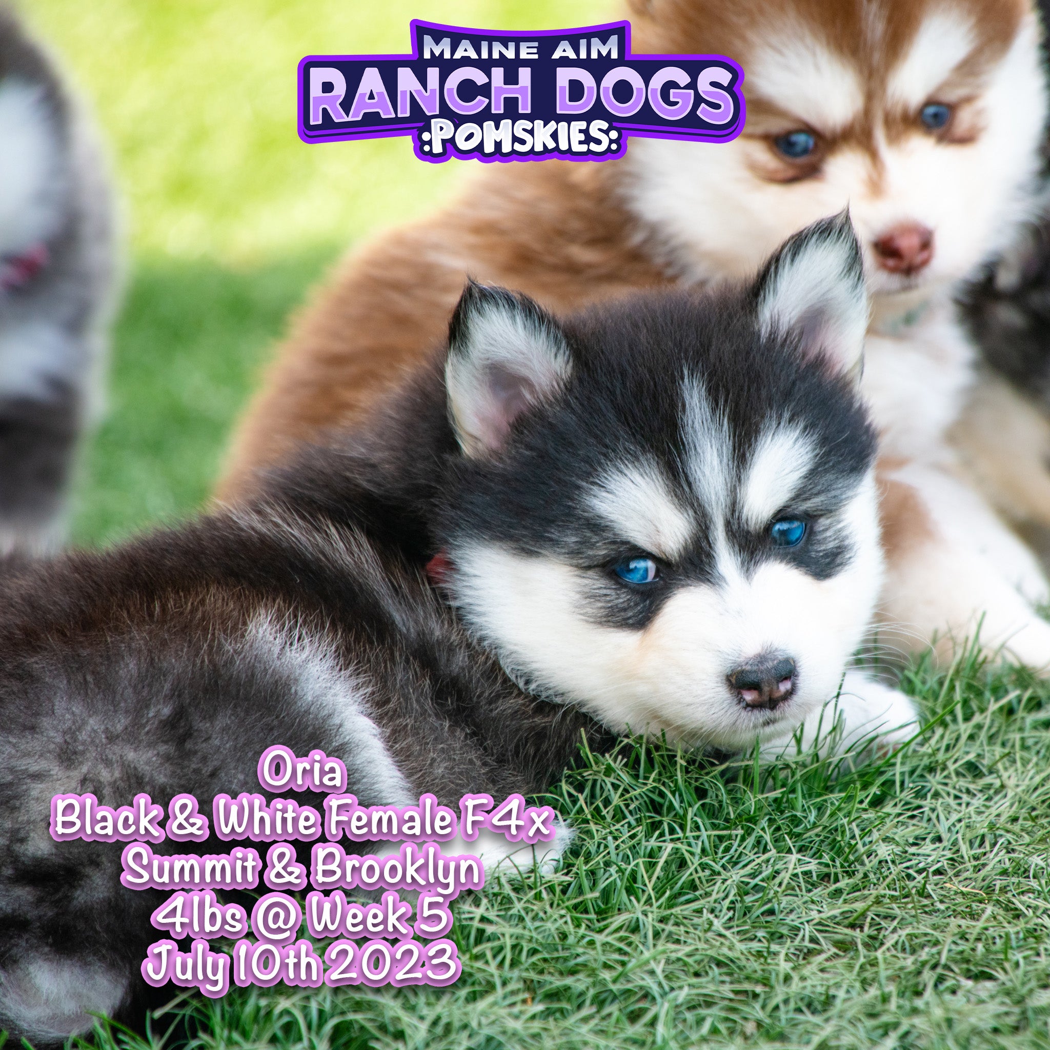 Husky Puppies For Sale In Brooklyn Husky Puppy Red And White